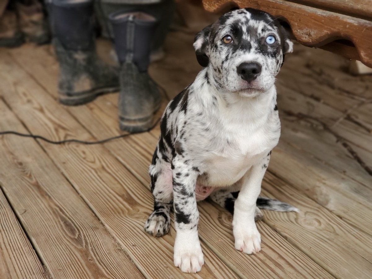 The Queen of Cups and a Lost Puppy: How a Tarot Card-of-the-Day&nbsp;Works